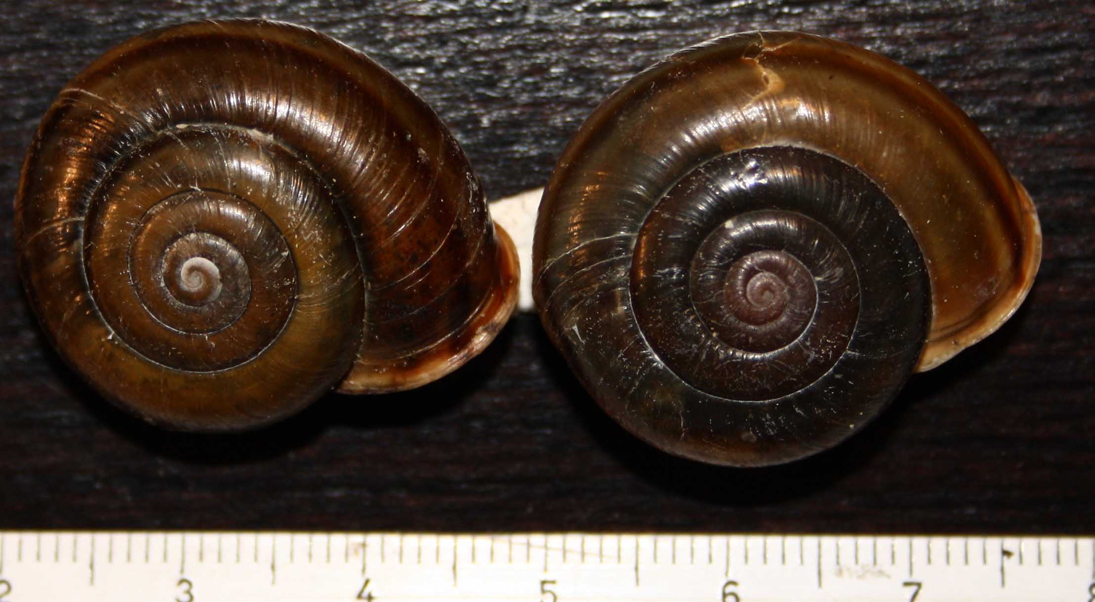 qualche Chilostoma del Monte Grappa